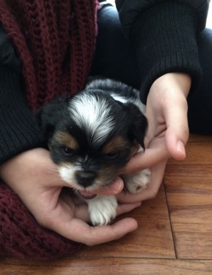 substitute image of dog for logo