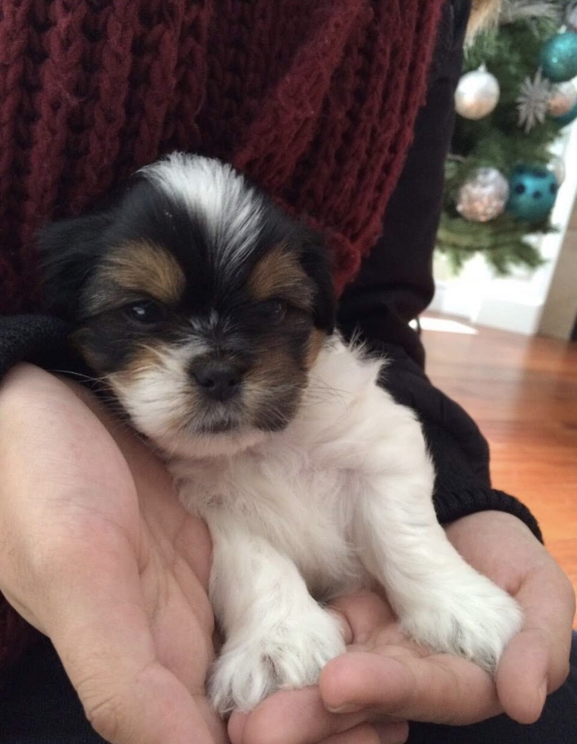 Dog with scarf temp img